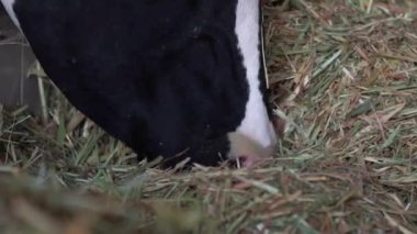 Mandıra çiftliğinin ahırında ineğe yakın çekim. Holstein inekleri besleniyor. Tarım endüstrisi, tarım ve hayvancılık kavramı. Süt fabrikasındaki inek ahırında sığır sürüsü. Sığır otlayan-Dan