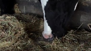 Modern çiftlikte süt ineği besleme işlemi. Ahırda saman yiyen evcil hayvanlar. Tarım endüstrisi, tarım ve hayvancılık kavramı. Modern çiftlik Dan 'inde otlayan sığır inekleri