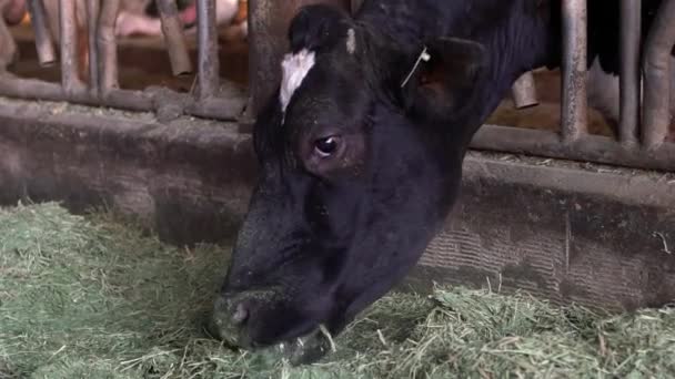 Processus d'alimentation des vaches laitières sur la ferme moderne. Animaux domestiques mangeant du foin dans la grange. Industrie agricole, agriculture et élevage concept. Bétail vaches pâturage sur la ferme moderne-Dan 