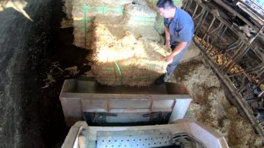 Tayvan-24 Ocak 2019: 4K, Mandıra çiftçisi traktörü ahırda sürüyor. Çiftlikteki çiftlik hayvanlarıyla köylü işi. Hidrolik asansörlü traktör inekler yemek yerken samanla beslenen sığır balyalarını taşıyor.