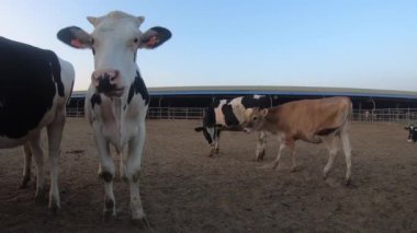 4K, bir mandıranın ahırında inek. Holstein inekleri sürüsü. Tarım endüstrisi, tarım ve hayvancılık kavramı. Süt fabrikasındaki inek ahırındaki inek sürüsü Dan.