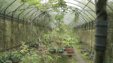 Tayvan 'daki bir kelebek evi ya da konservatuvarda başka böcekler ve eklembacaklılar da bulunur.