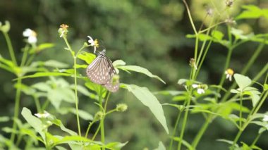 Yaban Arısı Örümceği ve Kelebek Cam Kaplan Tayvan-Dan Mointain 'ında