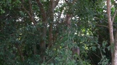 Siem Reap 'te bol bitki örtüsüyle çevrili birkaç Kamboçyalı maymunun oyun oynayıp ağaç dallarında zıplaması. Bir grup makak ağaçlardan iniyor ve Angkor Wat-Dan tapınağının yakınlarında salınıyor.