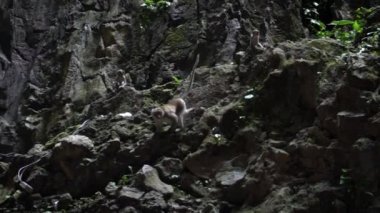 Yavaş hareket eden Asyalı maymun Batu Mağaraları Tapınağı yakınlarındaki kayalık dağın duvarına tırmanıyor. Vahşi Macaca fascicularis aynı zamanda Malezya-Dan 'in doğal arka planına sahip ormandaki uzun kuyruklu maymun olarak da bilinir.