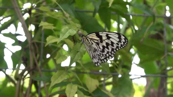 Mouvement Lent Malabar Adulte Nymphe Arbre Reposant Sur Une Feuille — Video