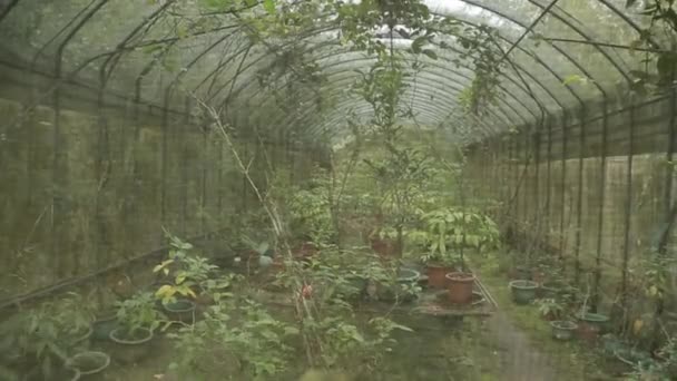 Ein Schmetterlingshaus Oder Wintergarten Den Bergen Nach Taiwan Bieten Auch — Stockvideo