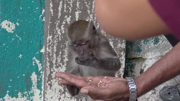 Macaco Macaco Asiático Comendo Comida Mão Homem Indiano Entrada Templo — Vídeo de Stock