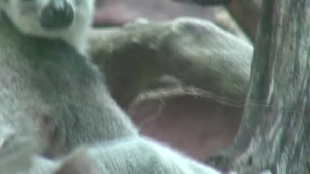Retrato Lémur Mono Sube Árbol Filmado Zoo Dan — Vídeos de Stock