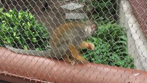 来自哥斯达黎加太平洋海岸和巴拿马的灰冠中美洲松鼠猴Saimiri Oerstedii Citrinellus种正在动物园吃水果 — 图库视频影像