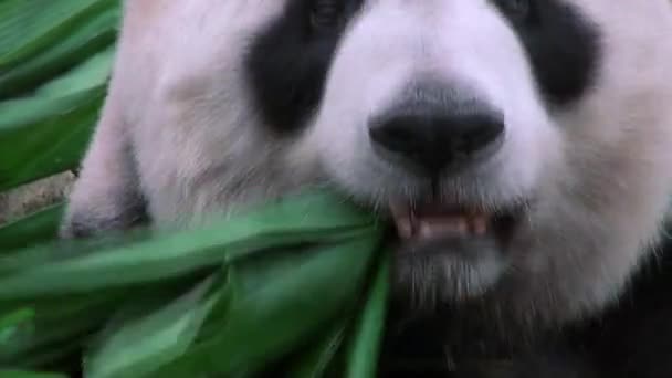 Велетень Панда Їсть Бамбук Зоопарку Дан — стокове відео