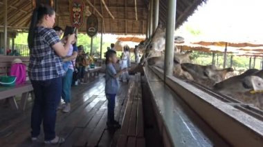 Bangkok, Tayland-05 Nisan 2016: 4 bin kimliği belirsiz aile küçük muzlarla bir zürafayı besliyor