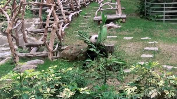 Oso Panda Gigante Comiendo Bambú Filmado Zoo Dan — Vídeos de Stock