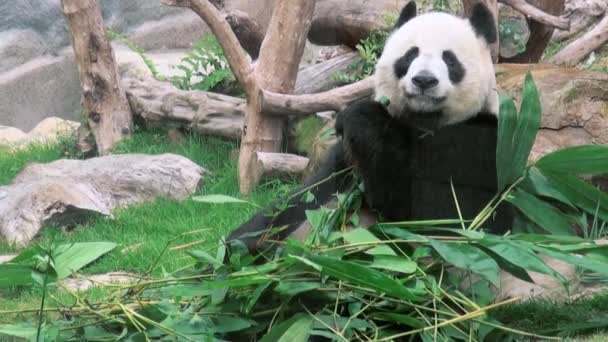 パンダが笹を食べ 動物園ダンで撮影 — ストック動画