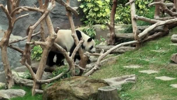ジャイアントパンダ 草の上を歩くクマのパンダと動物園でウンコを行うダン — ストック動画