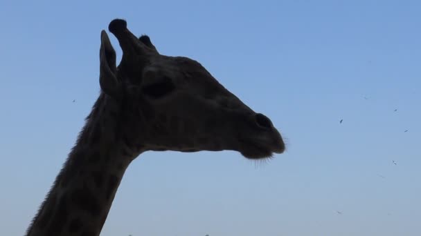 Silhueta Uma Cabeça Girafa Com Céu Azul Zoológico Dan — Vídeo de Stock