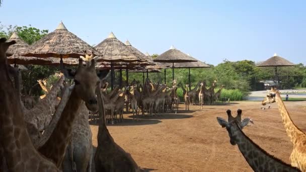 Bangkok Thajsko Duben 2016 Stádo Žiraf Zebry Odpočívá Stínu Zoo — Stock video