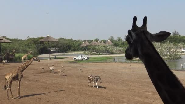 Bangkok Thajsko Duben 2016 Stádo Žiraf Zebry Odpočívá Stínu Zoo — Stock video