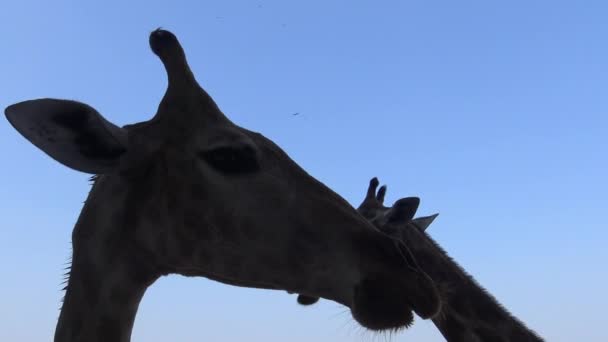 Silueta Žirafích Hlav Modrou Oblohou Zoo Dan — Stock video