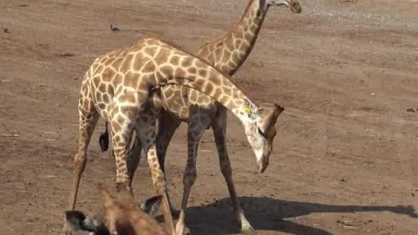 Duas Girafas Usam Seus Pescoços Cabeças Para Lutar Zoológico Dia — Vídeo de Stock