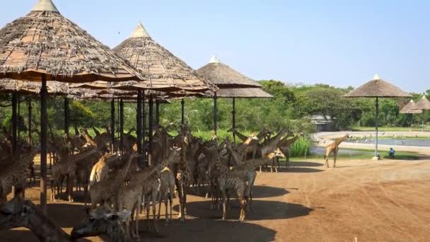 Bangkok Thajsko Duben 2016 Stádo Žiraf Zoo Horkém Dni Léta — Stock video