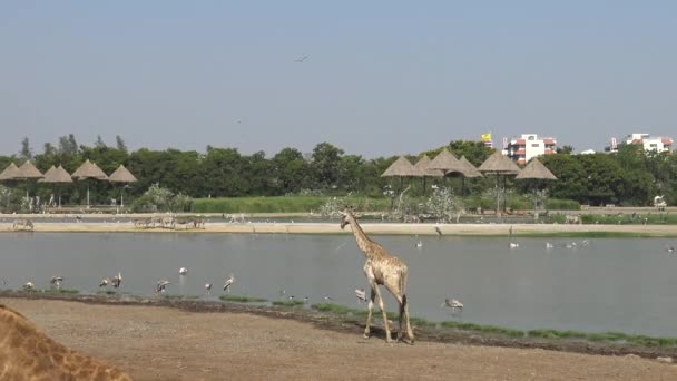 Bangkok Thailand April 2016 Eine Herde Giraffen Zoo Einem Heißen — Stockvideo