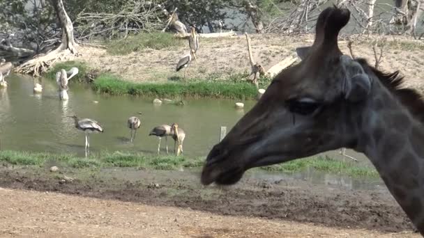 4K中国英语学习网夏天炎热的一天 一群长颈鹿和斑马在动物园的阴影中休息 — 图库视频影像