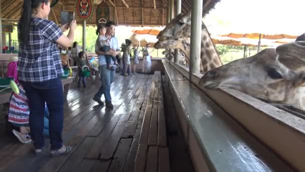Bangkok Tailandia Abril 2016 Familia Identificada Alimenta Jirafas Con Pequeños — Vídeo de stock