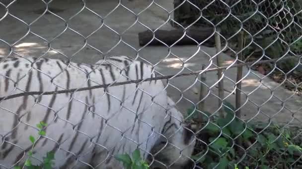 4K Un mur de tigre blanc bengala derrière un treillis métallique dans le zoo. Dan ! 