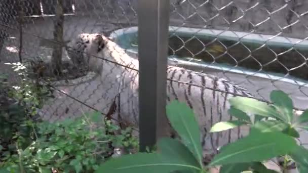 Mur Tigre Blanc Bengala Marquage Territoire Avec Pipi Derrière Treillis — Video