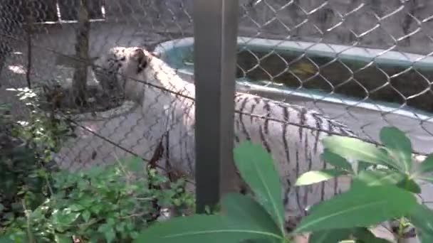 4K Bengala bílý tygr wallking a označení území s močí za kovovou síťkou v zoo. -Dan