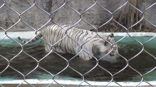 Bengala White Tiger Metal Mesh Take Bath Water Small Pond — Stock Video