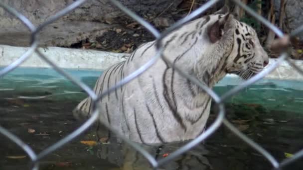 Bengálský Bílý Tygr Kovovou Síťovinou Horkém Letním Dni Zoo Vykoupe — Stock video