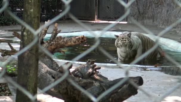 Una Tigre Bianca Bengala Dietro Una Maglia Metallo Bagno Acqua — Video Stock