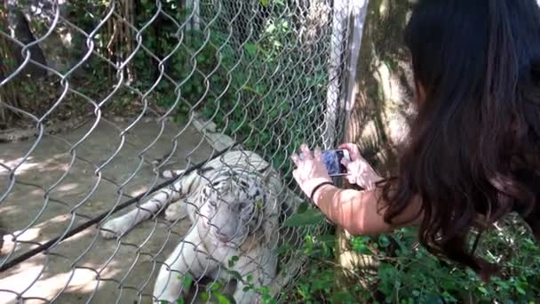 Asyalı Kadın Kameralı Telefonuyla Hayvanat Bahçesinde Beyaz Kaplan Fotoğrafı Çekiyor — Stok video