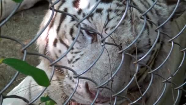 Close Head Bengala White Tiger Watching Intently Metal Mesh Zoo — Stock Video