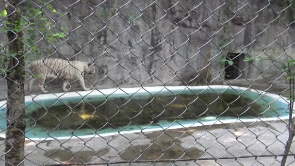 4K動物園の小さな池の近くの金属メッシュの後ろを歩くベンガラの白いトラ — ストック動画