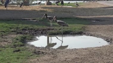 4K Afrika Marabutu ve Boyalı Leylek (Mycteria leucocephala) kuşları Safari Turu 'nun havuzunda ayakta ve yürüyorlar. Vahşi doğa manzarası - Dan