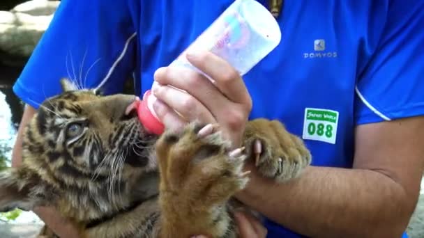 Close Van Een Baby Bengala Tijger Het Drinken Van Melk — Stockvideo