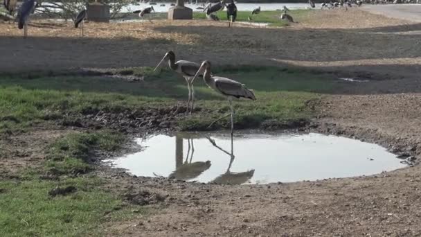 African Marabou Und Painted Storch Mycteria Leucocephala Vögel Stehen Und — Stockvideo