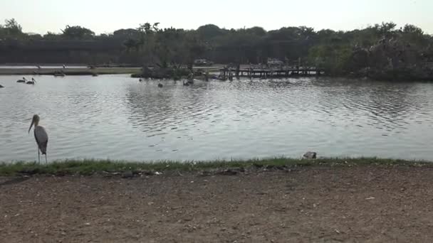 African Marabou Und Painted Storch Mycteria Leucocephala Vögel Stehen Und — Stockvideo