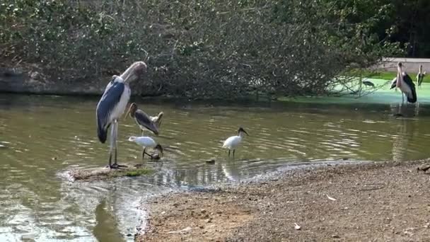 Afrikaanse Marabou Geschilderde Ooievaar Mycteria Leucocephala Vogels Staande Wandelen Rivier — Stockvideo