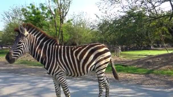 Vista Uma Zebra Carro Janela Com Pôr Sol Durando Tour — Vídeo de Stock