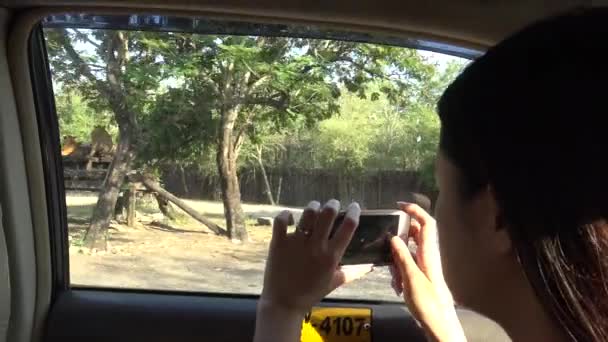 Asiatin Fotografiert Bengalischen Tiger Mit Kameratelefon Aus Dem Autofenster Safari — Stockvideo