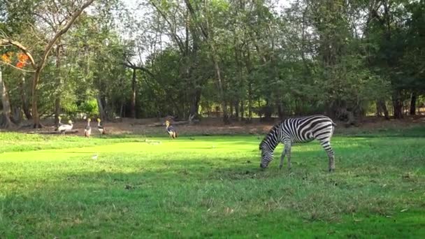 Bellissimo Paesaggio Una Zebra Mangiare Erba Verde Luogo Bellezza Duranting — Video Stock