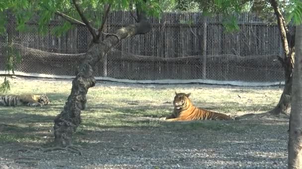 4K Beautiful landscape of a bengal tiger lying and resting on the green grass in the forest duranting a Tour tourists travel Safari. Wild Nature scenery-Dan — Stock Footage Beautiful Landscape Bengal Tiger Lying Resting Green Grass Forest Duranting Royalty Free Stock Video