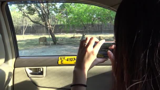 Bangkok, Thailand-05 April, 2016: 4K, Asian woman taking photograph with camera phone of Bengal tiger from the window of car in the safari world zoo-Dan — Stock Footage Bangkok Thailand April 2016 Asian Woman Taking Photograph Camera Phone Stock Video