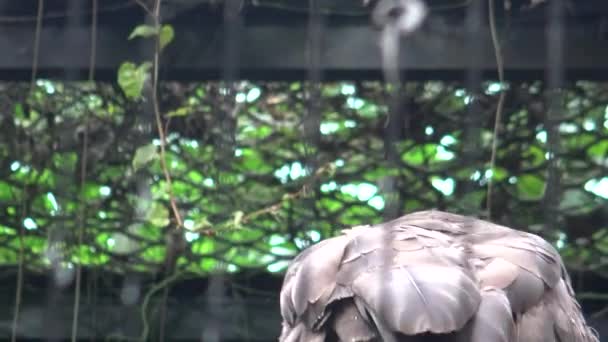 Águila Serpiente Crestada Zoológico Spilornis Cheela Ave Rapaz Que Encuentra — Vídeos de Stock