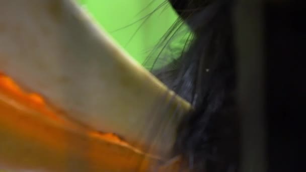 Pomalý Pohyb Zobáku Pírka Ženy Velký Indiánský Hornbill Zajetí Kovovými — Stock video