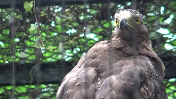 動物園で蛇のワシを逮捕 スピロニス チェラ Spilornis Cheela 熱帯アジア ダンの森林に生息する獲物の鳥である — ストック動画